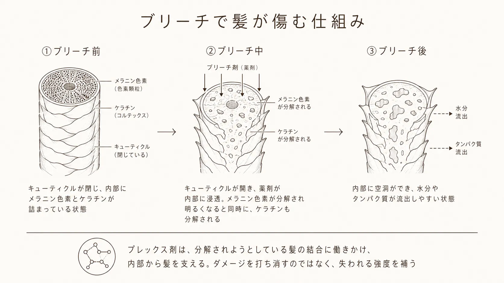 ブリーチで髪が傷む仕組みを示した毛髪断面図